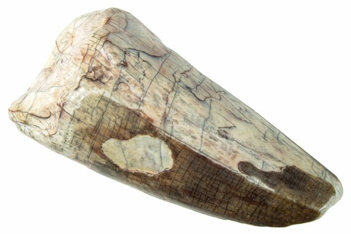 Dinosaur-Eating Crocodile (Sarcosuchus) Tooth - Niger #282099